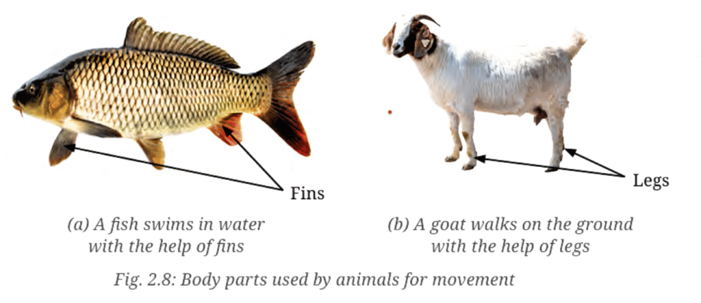 Animals use special body parts for movement – a fish swims in water with fins and a goat walks on land with legs. its shows Diversity in Animals.
