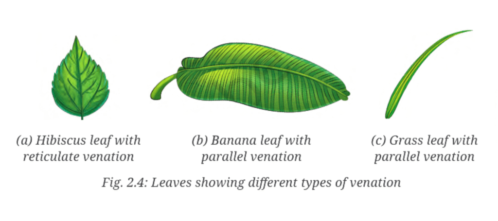 Leaves showing different types of venation – Hibiscus leaf with reticulate venation (net-like veins), Banana leaf with parallel venation, and Grass leaf with parallel venation.
