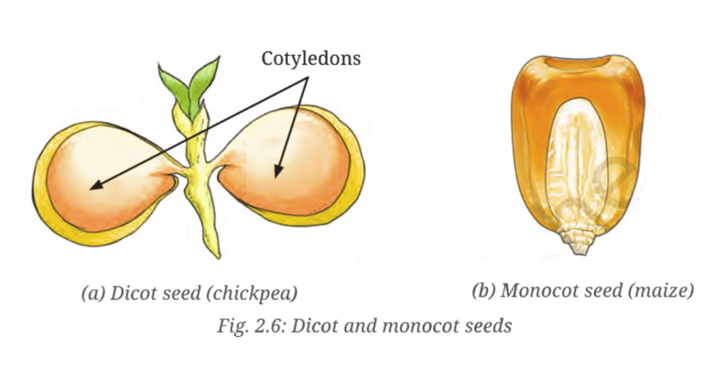 Dicot and monocot seeds – a dicot seed (chickpea) with two cotyledons and a monocot seed (maize) with a single cotyledon.